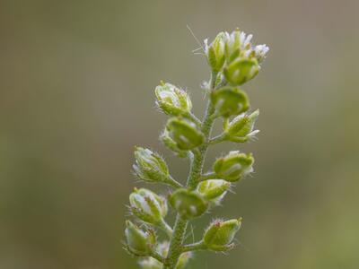 alyssum alyssoides detail