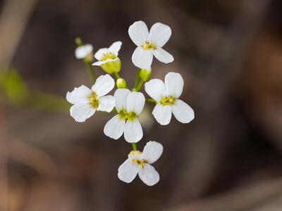 arabidopsis halleri