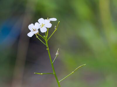 arabidopsis halleri detail