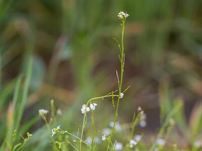 arabidopsis halleri habitus