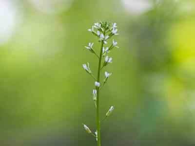 arabis sagittata detail