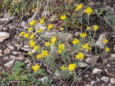 aurinia saxatilis