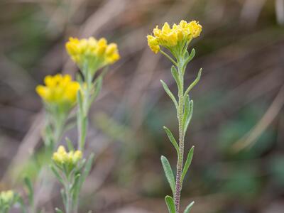 aurinia saxatilis detail