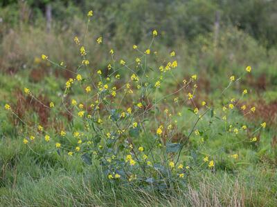 brassica nigra