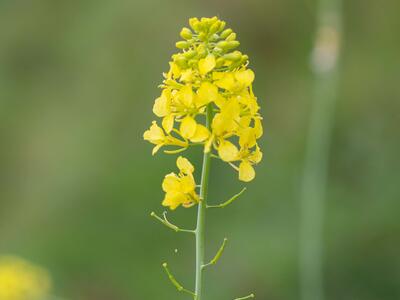 brassica nigra detail