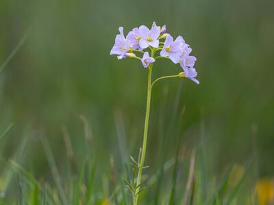 cardamine dentata