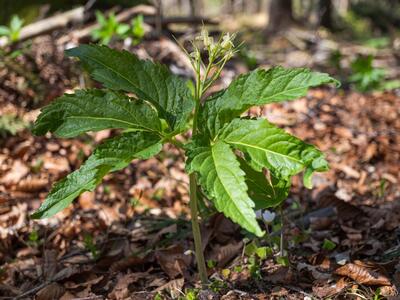 cardamine enneaphyllos