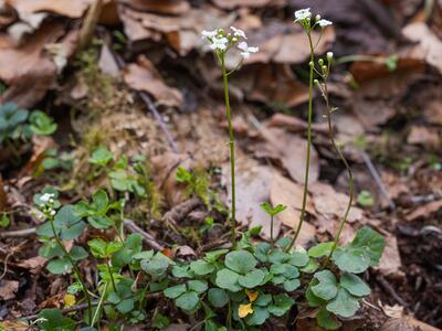 cardamine trifolia
