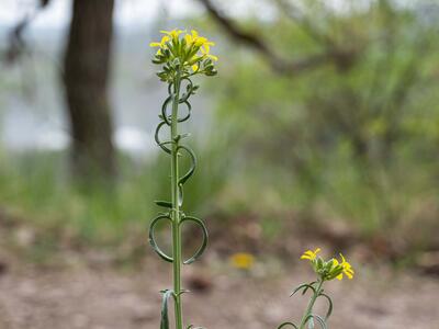 erysimum crepidifolium