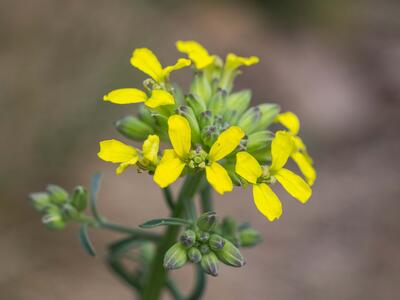 erysimum crepidifolium detail