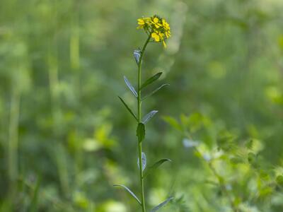 erysimum odoratum habitus