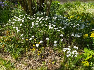 iberis sempervirens