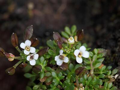 pritzelago alpina ssp brevicaulis