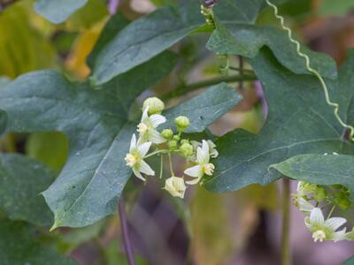 bryonia dioica