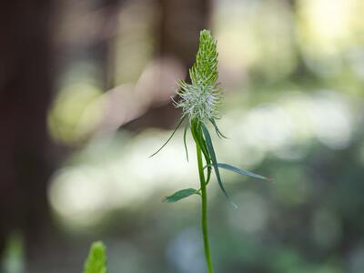 phyteuma spicatum
