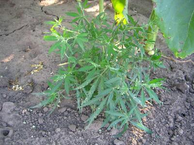 cannabis sativa ssp spontanea