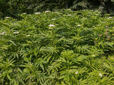 sambucus ebulus