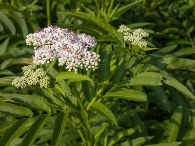 sambucus ebulus detail