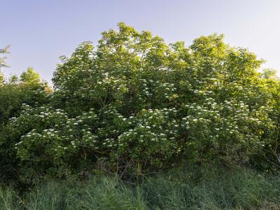 viburnum opulus habitus