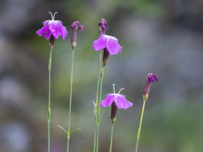 dianthus gratianopolitanus