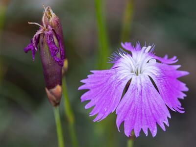 dianthus gratianopolitanus detail