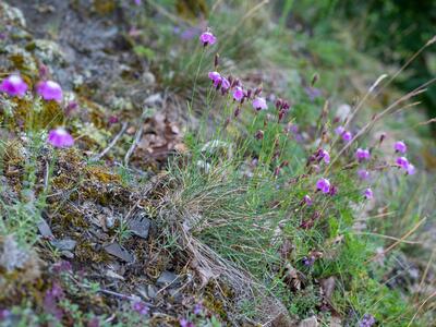 dianthus gratianopolitanus habitus