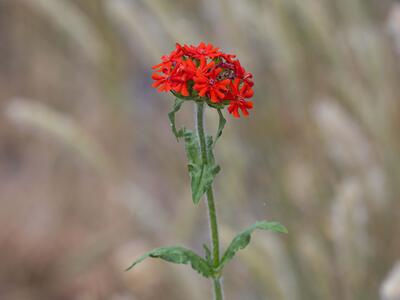 silene chalcedonica