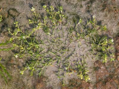 spergularia marina
