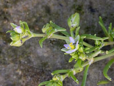 spergularia marina detail