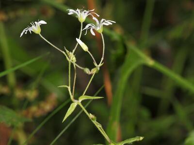 stellaria nemorum ssp montana