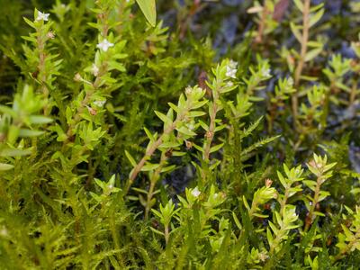 crassula helmsii