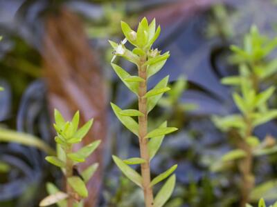 crassula helmsii detail