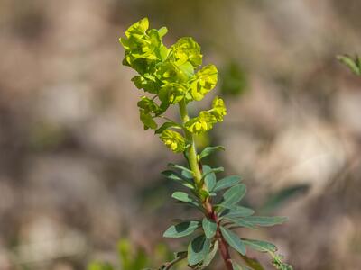 euphorbia amygdaloides