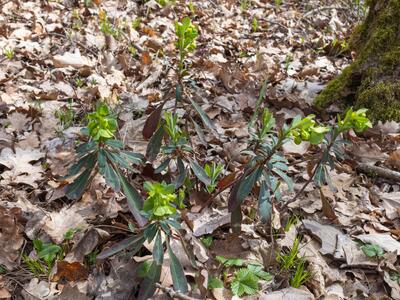 euphorbia amygdaloides habitus