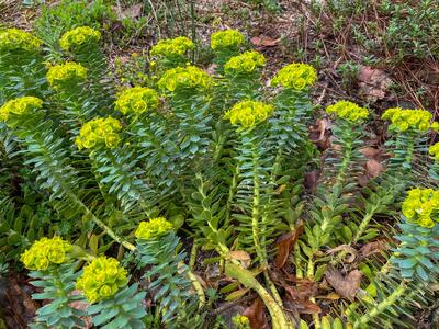 euphorbia myrsinites