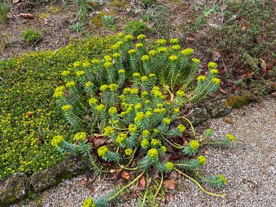 euphorbia myrsinites habitus