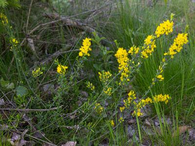 genista pilosa