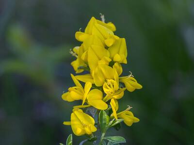 genista pilosa detail