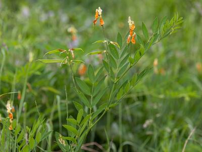 lathyrus laevigatus