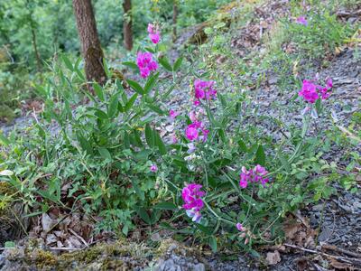 lathyrus latifolius
