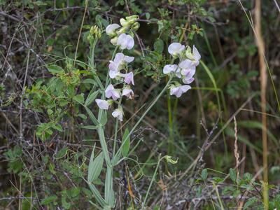 lathyrus latifolius detail