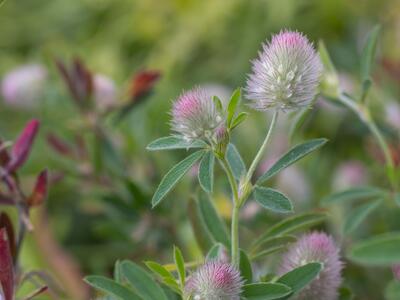 trifolium arvense