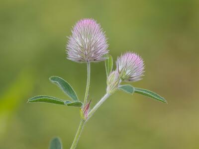 trifolium arvense detail