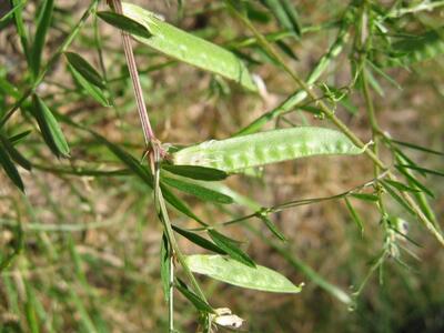 vicia sativa ssp nigra unreife huelse
