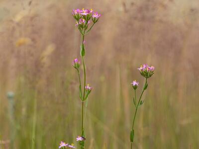 centaurium erythraea habitus