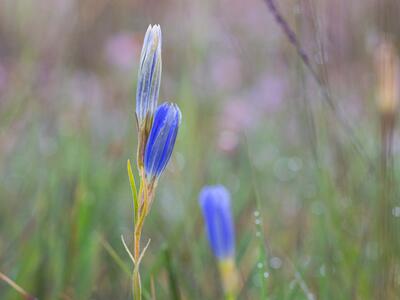 gentiana pneumonanthe habitus