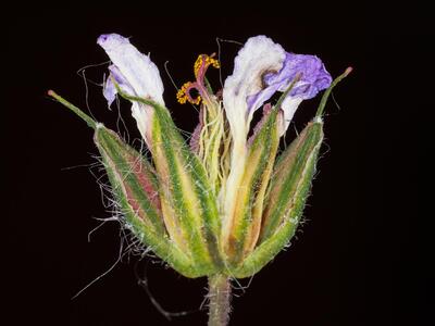 geranium purpureum bluete