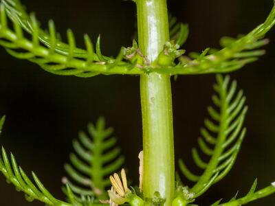 myriophyllum verticillatum
