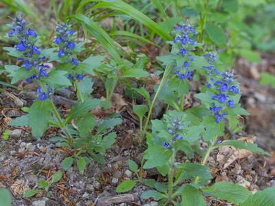 ajuga genevensis habitus
