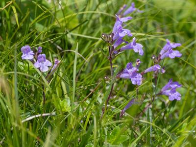 clinopodium alpinum